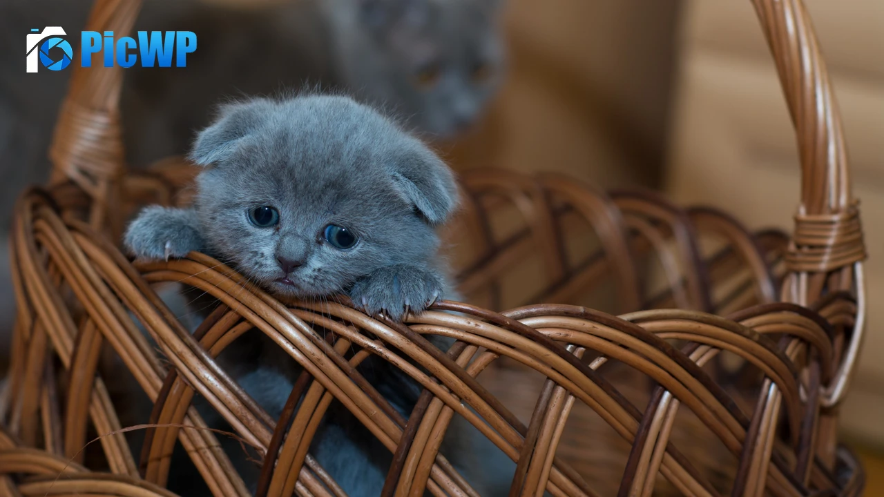 Russian Blue Kitten Cat 4K PC Wallpaper