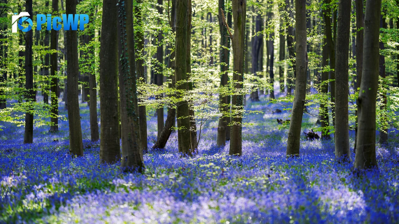 Forest Woods 4K PC Wallpaper