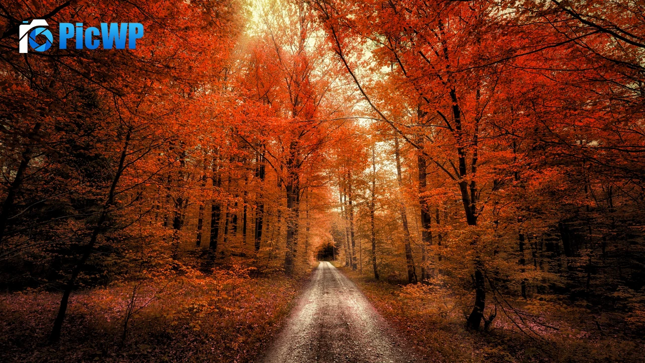 Autumn Forest Passage 4K PC Wallpaper
