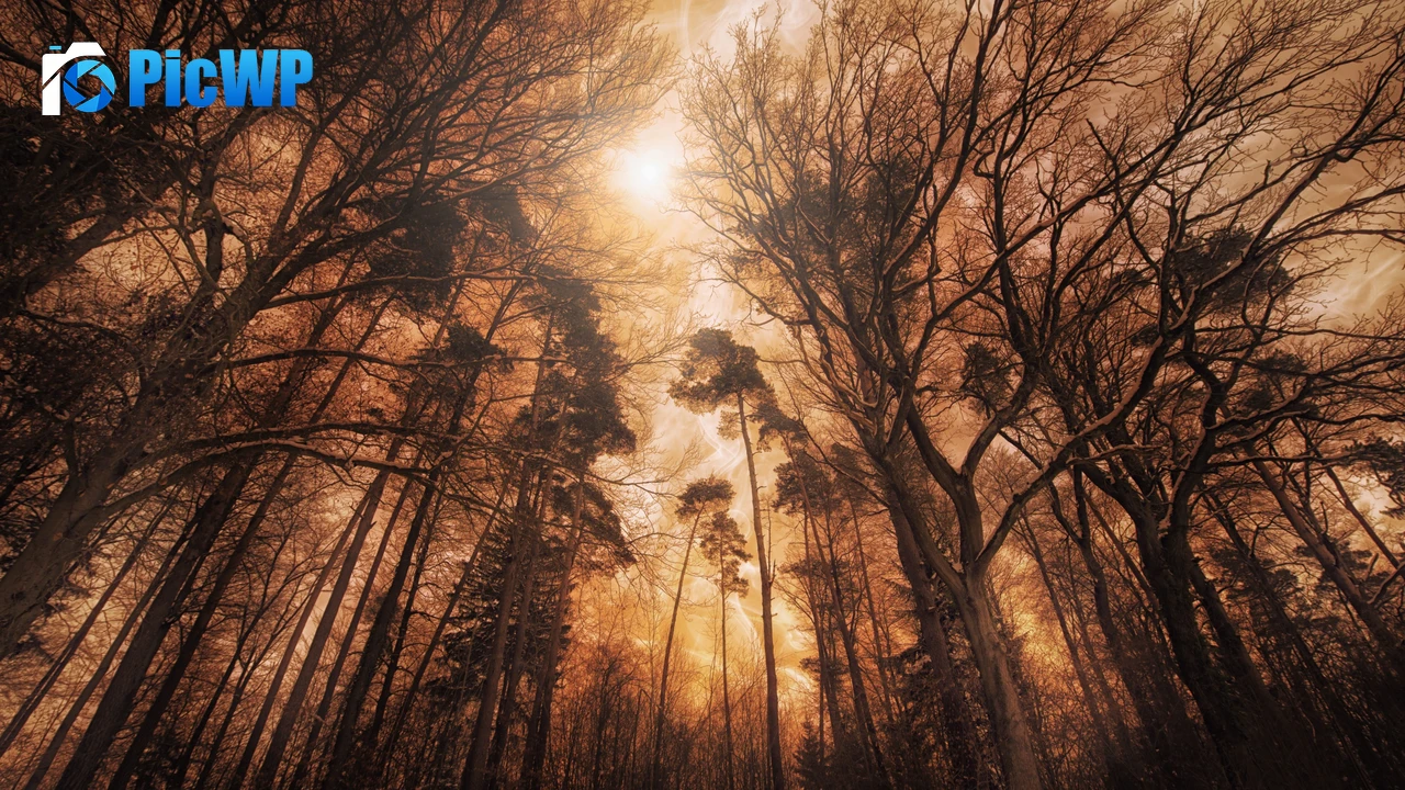 Woods Forest 4K PC Wallpaper