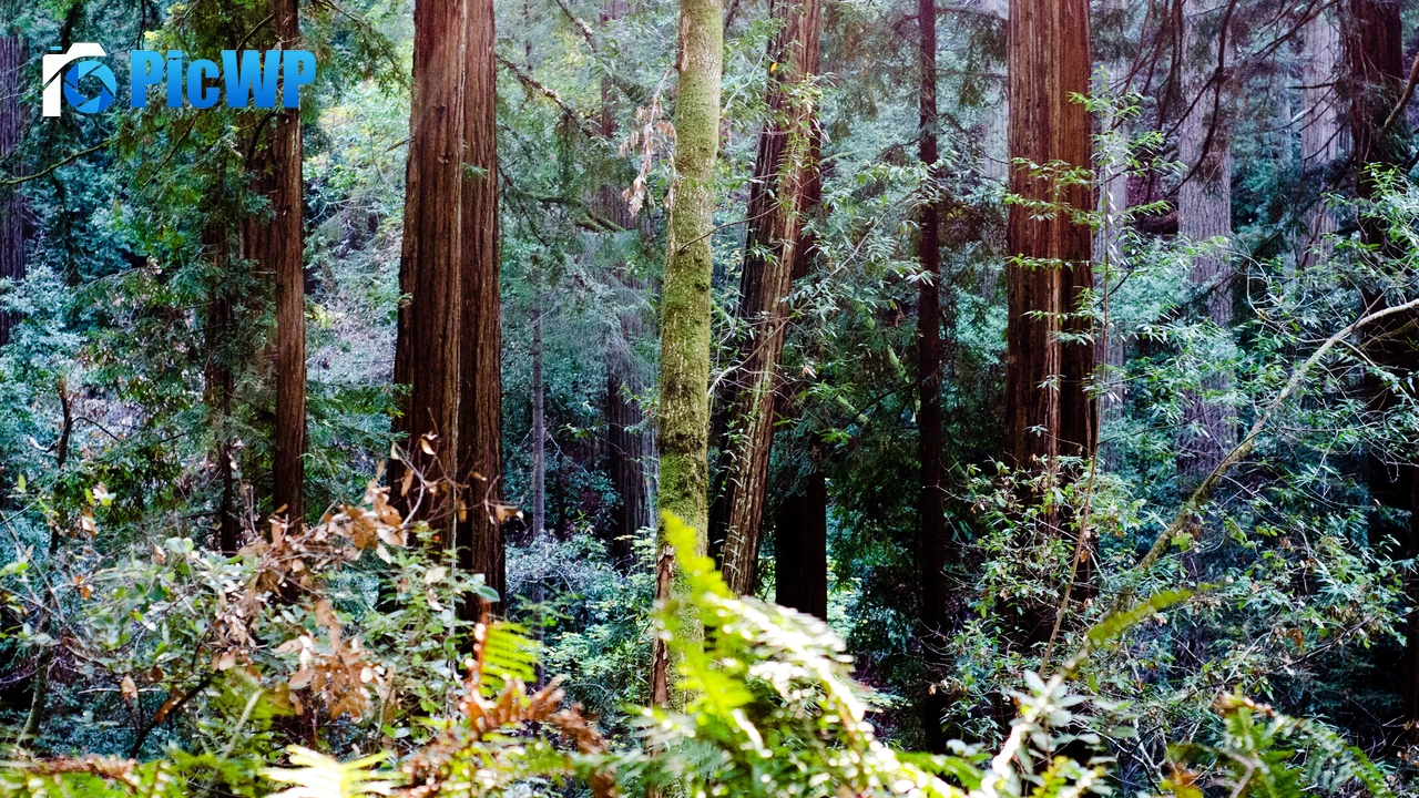Muir Woods California 4K PC Wallpaper