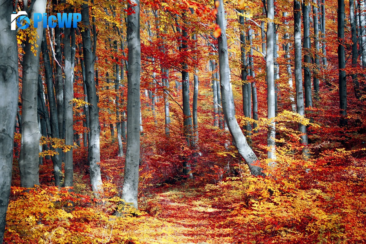 Autumn Forest Woods 4K PC Wallpaper