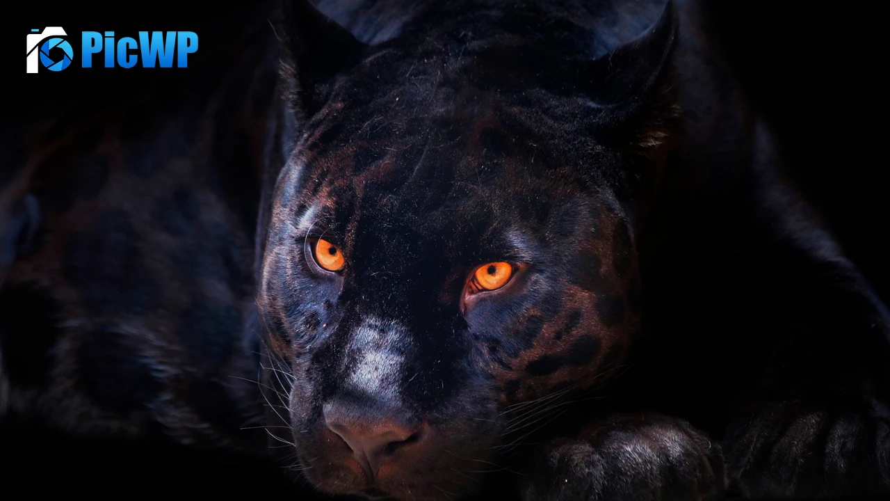 Black Panther Dark background 4K PC Wallpaper