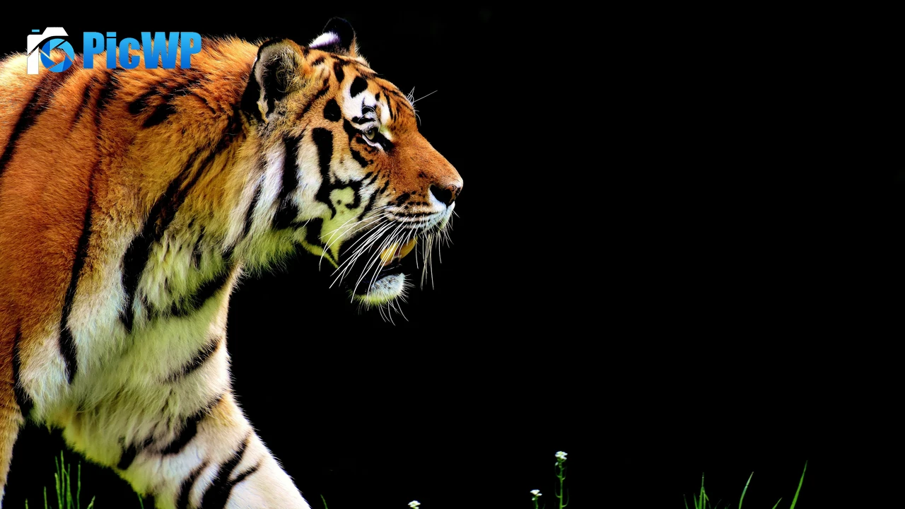 Tiger AMOLED 4K PC Wallpaper