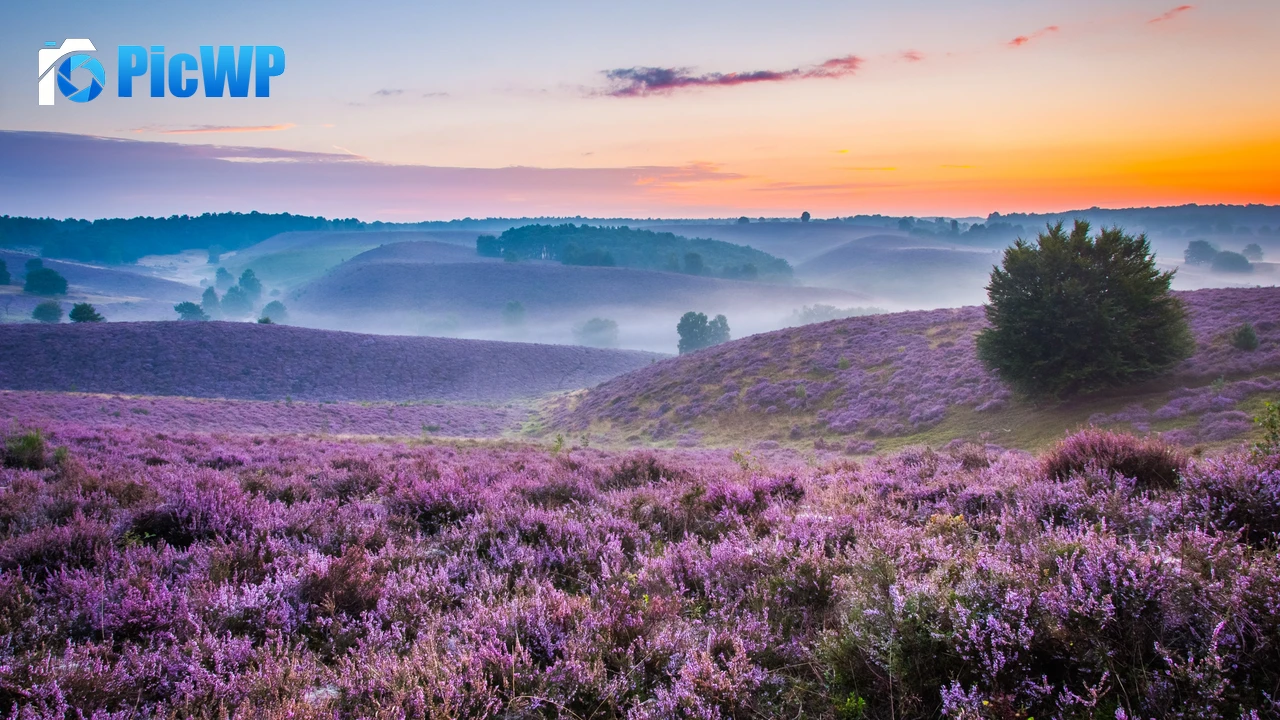 Lavender farm Purple 4K PC Wallpaper