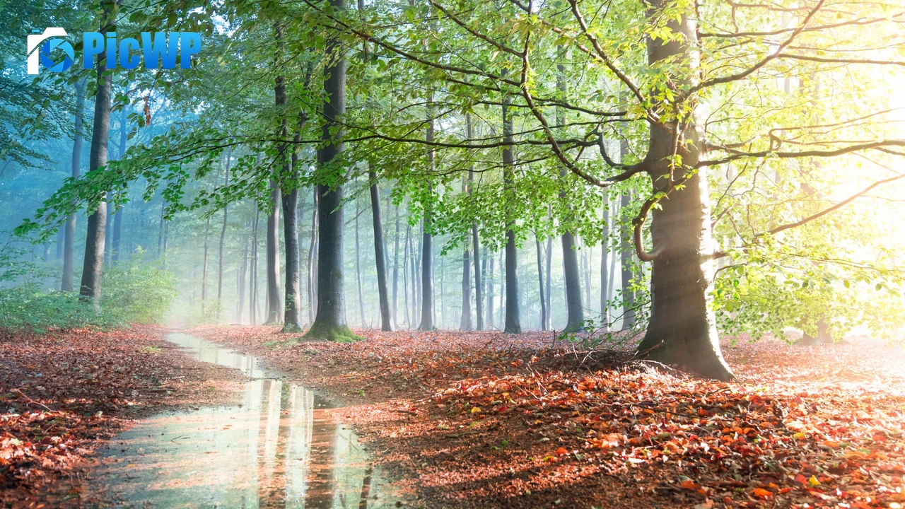 Forest Sunlight 4K PC Wallpaper
