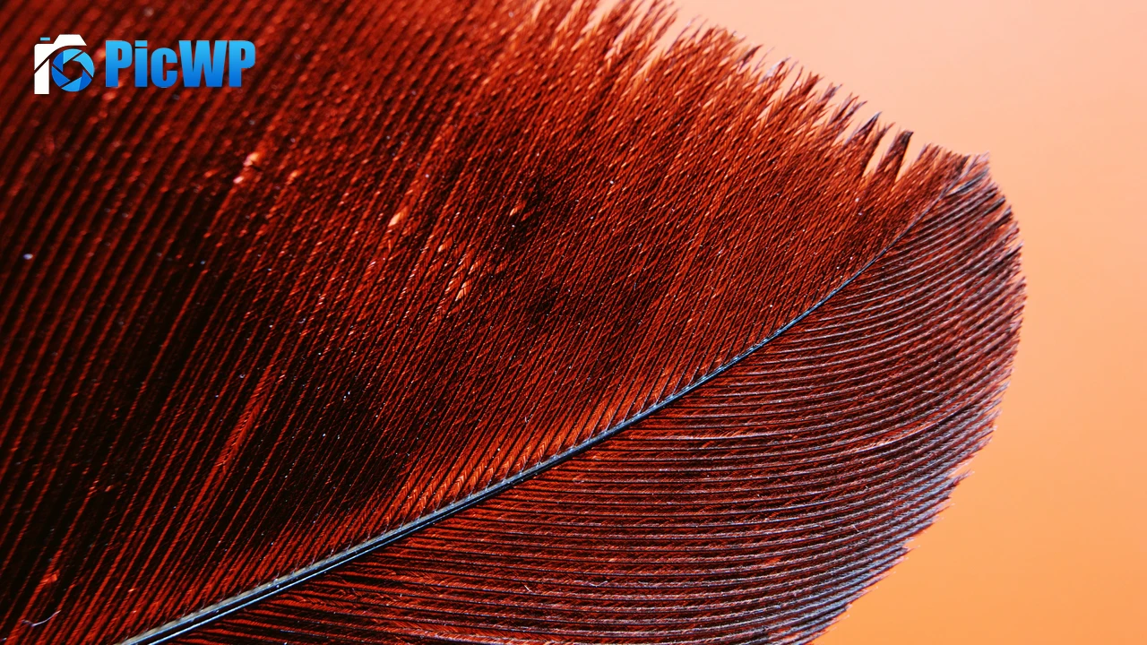 Red Feather Bird 4K PC Wallpaper