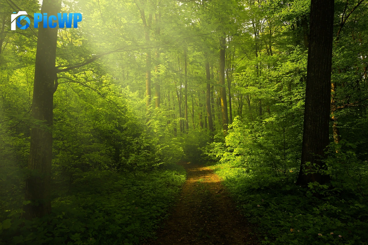 Green Forest Woods 4K PC Wallpaper