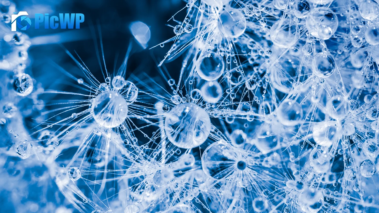 Water drops Dandelion 4K PC Wallpaper