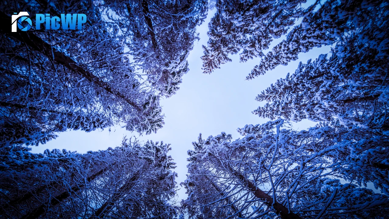 Snowy Trees Forest 4K PC Wallpaper