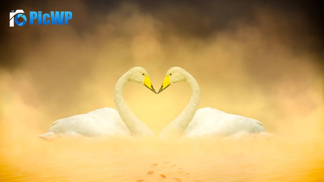 White Swan Love Birds 4K PC Wallpaper