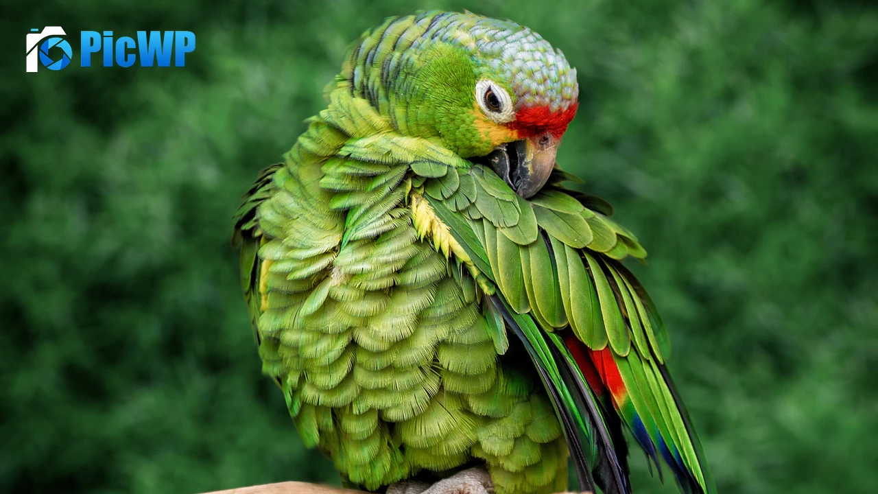 Parrot Green background 4K PC Wallpaper