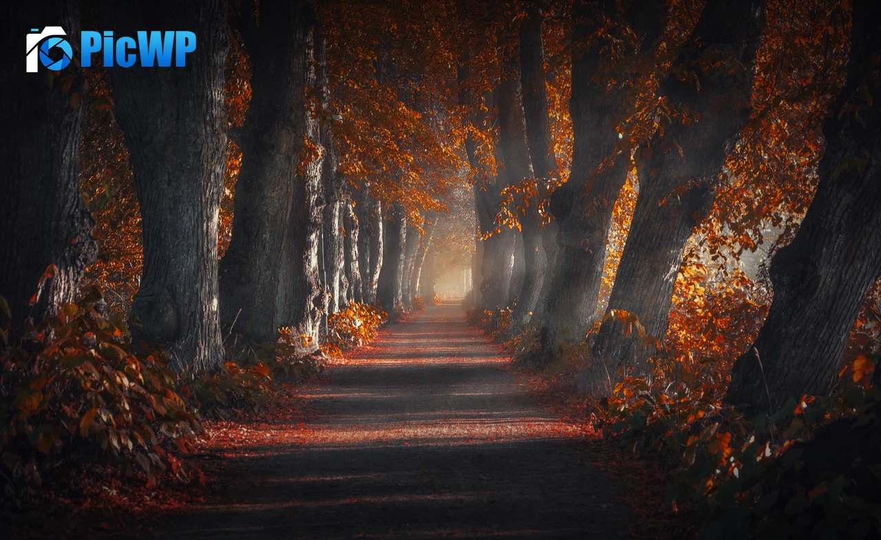 Pathway Forest 4K PC Wallpaper