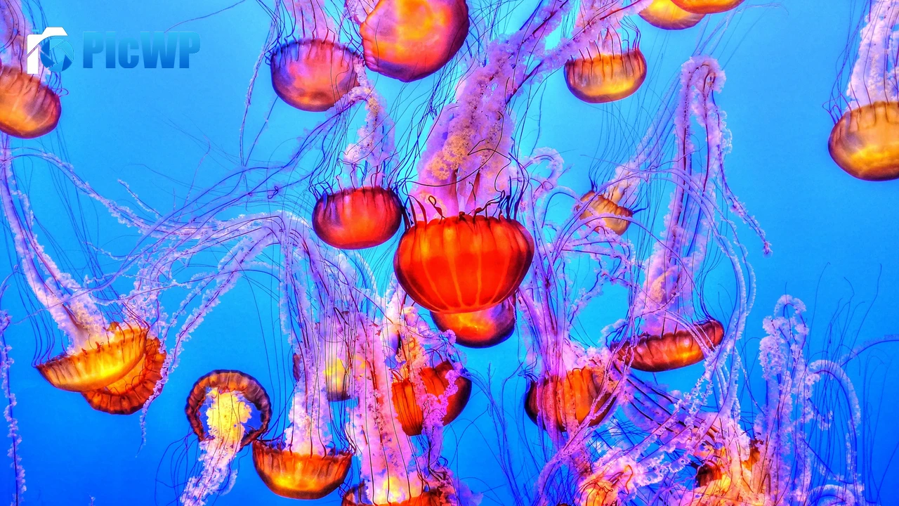 Orange Jelly Fishes Blue background 4K PC Wallpaper