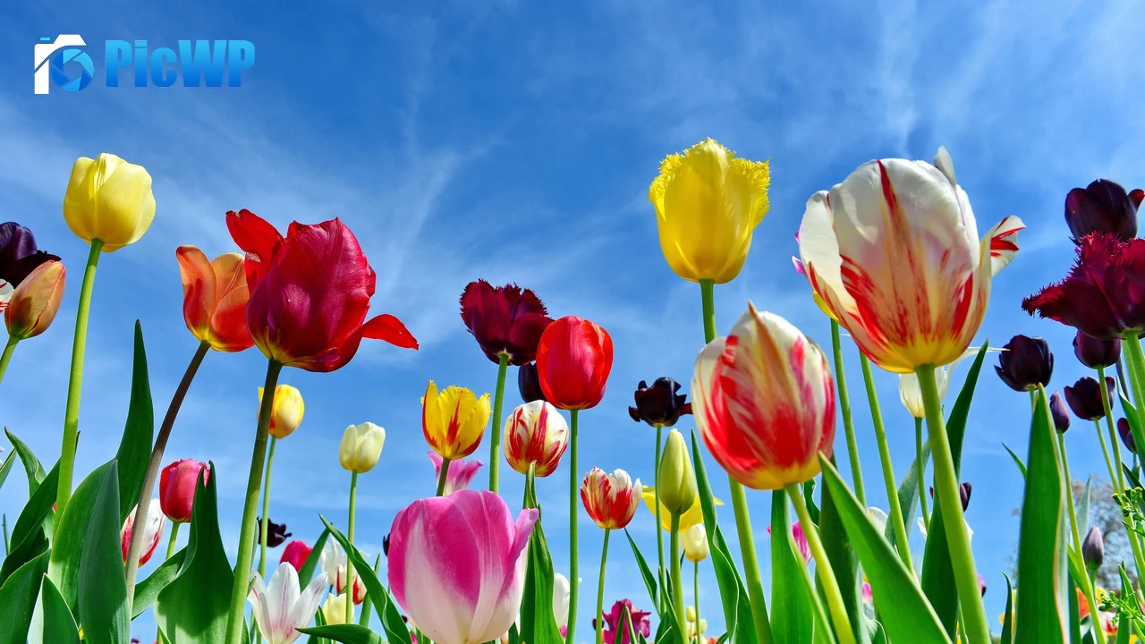 Tulips Colorful flowers 4K PC Wallpaper