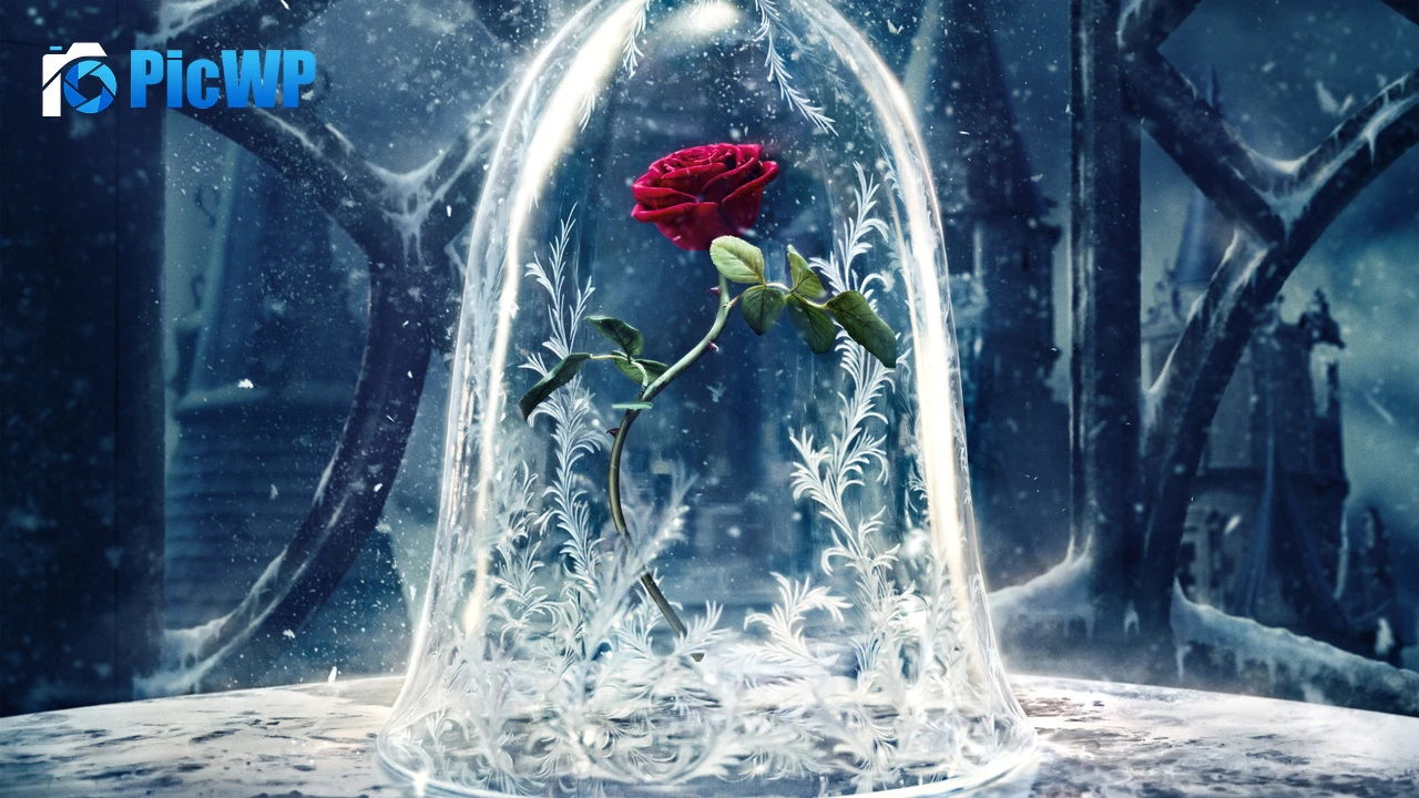 Rose Beauty and the Beast 4K PC Wallpaper
