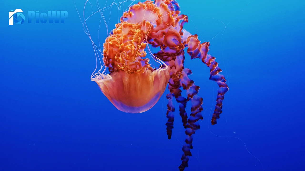 Jellyfish Monterey Bay Aquarium 4K PC Wallpaper
