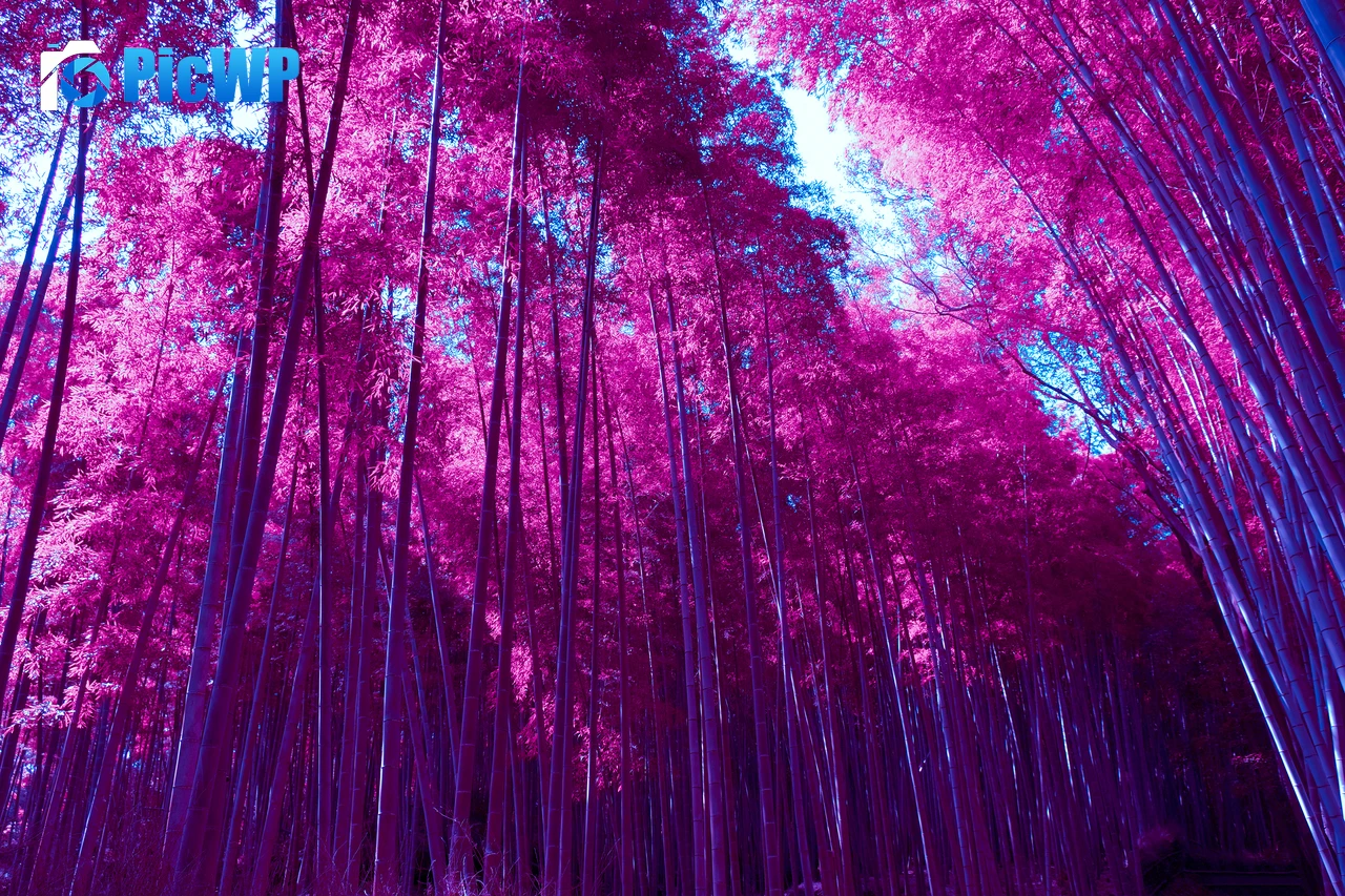 Arashiyama Bamboo Grove Infrared 3K PC Wallpaper