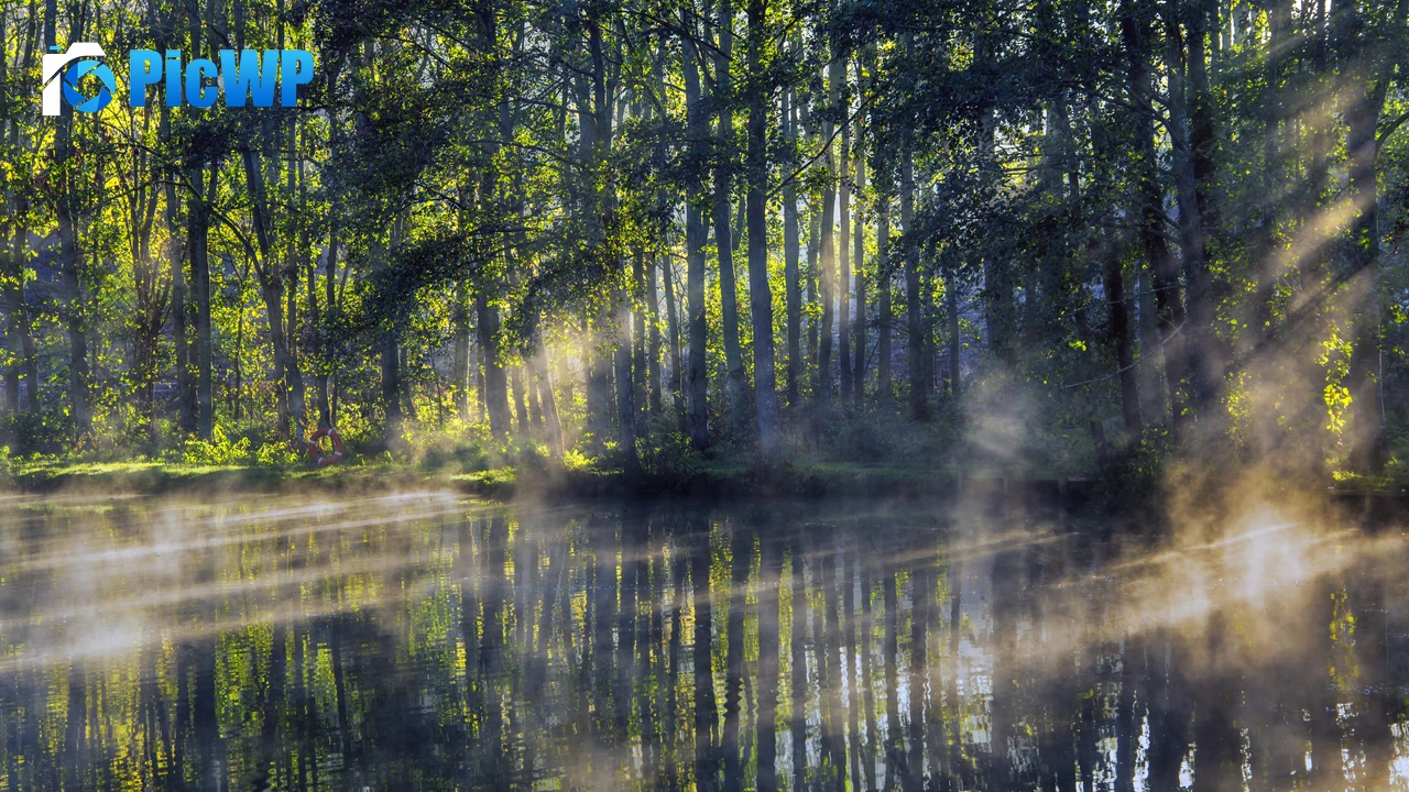 Woodland Forest 4K PC Wallpaper