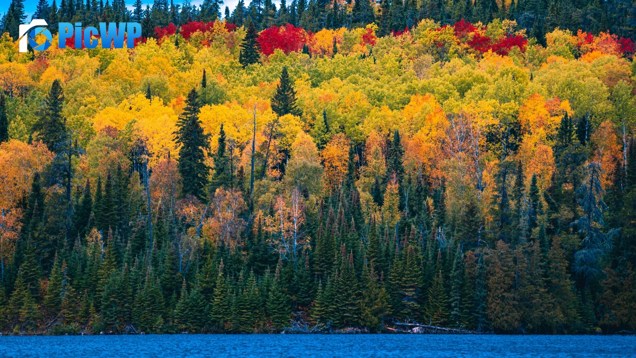 Forest Autumn trees 4K PC Wallpaper