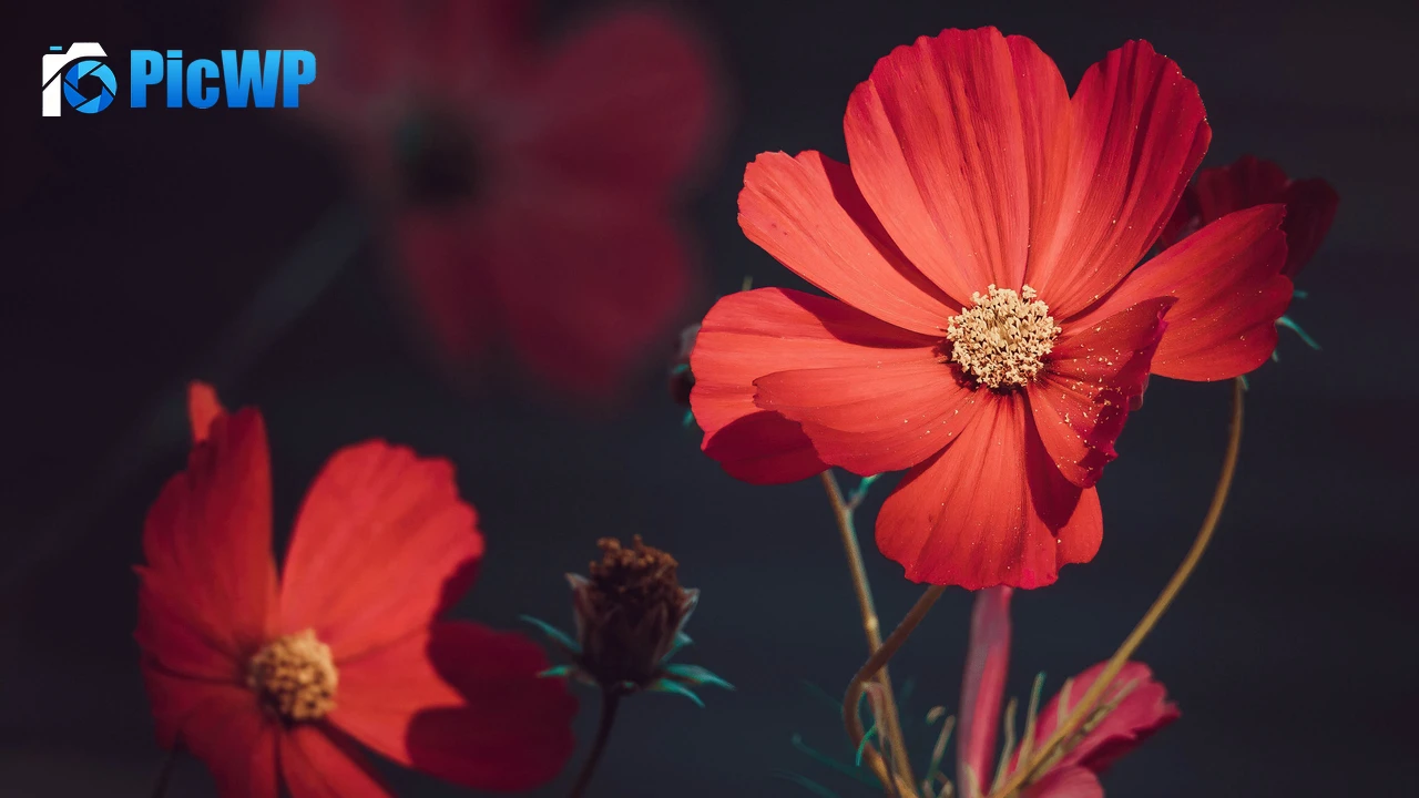 Orange flowers Summer 4K PC Wallpaper