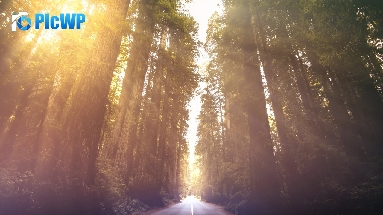 Redwoods National Park California 4K PC Wallpaper