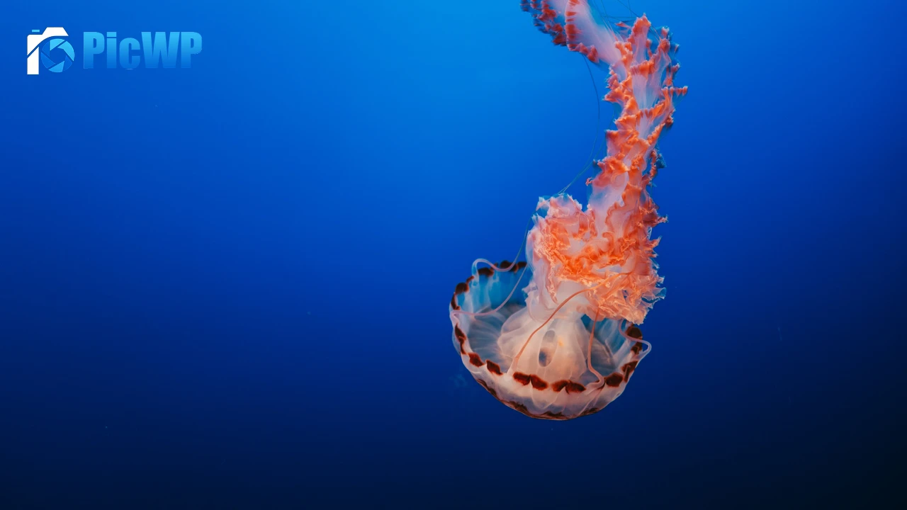 Jellyfish Orange 4K PC Wallpaper