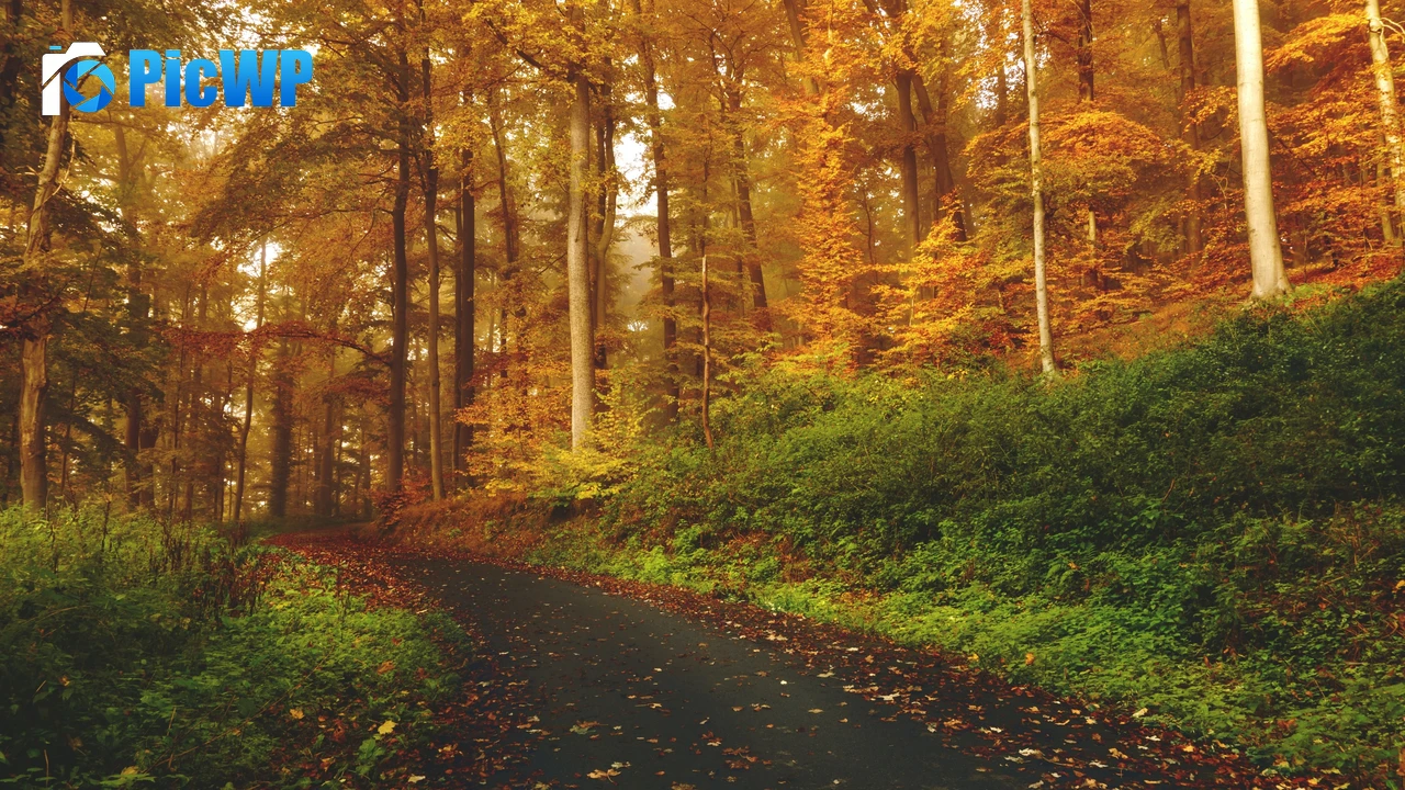 Autumn Path 4K PC Wallpaper