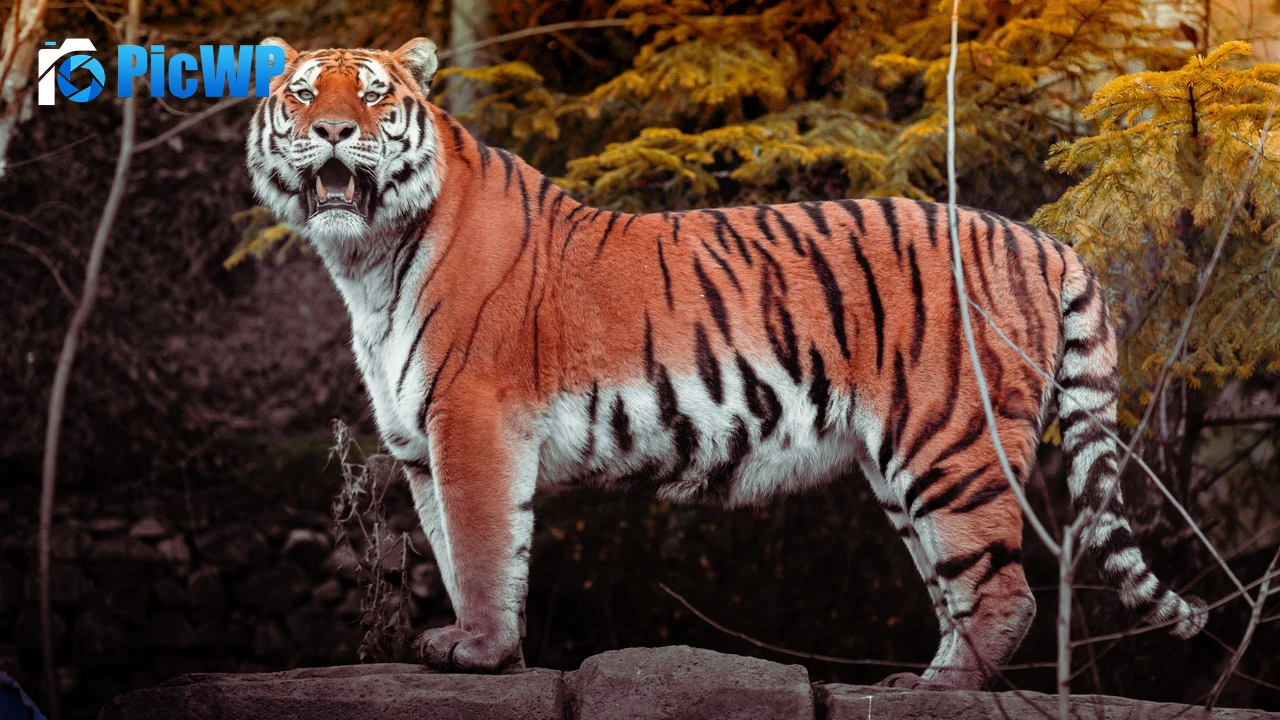 Tiger Autumn 4K PC Wallpaper