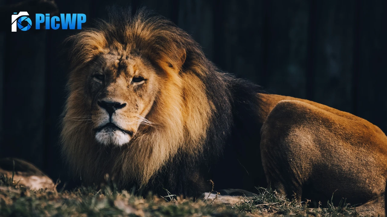 Lion Wildlife 4K PC Wallpaper
