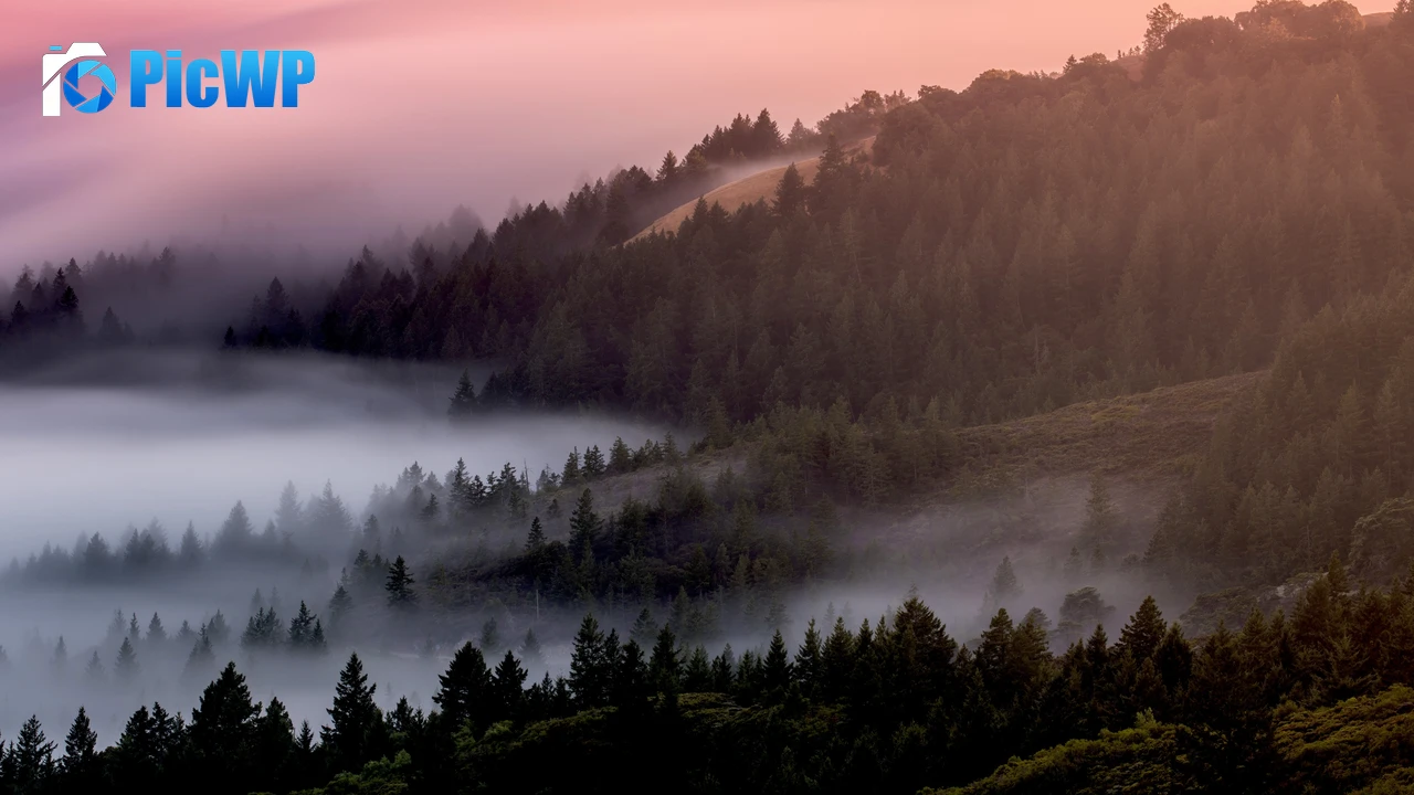 Forest Foggy 4K PC Wallpaper