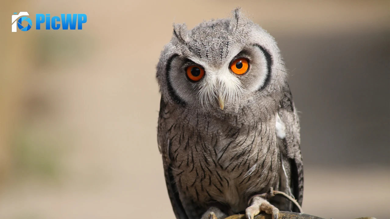 Zwergeule Owl 4K PC Wallpaper