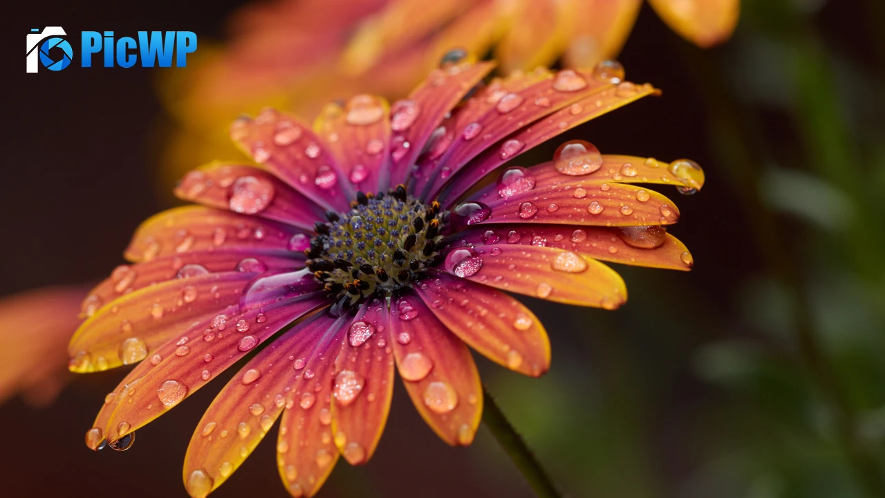 Orange Daisy Closeup 4K PC Wallpaper