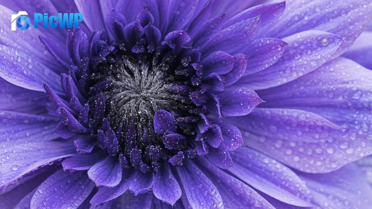 Violet flowers Closeup 4K PC Wallpaper