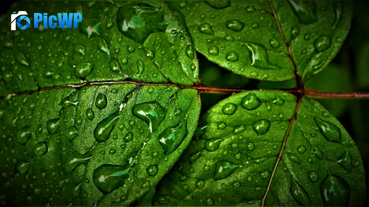 Green leaves Wet 4K PC Wallpaper