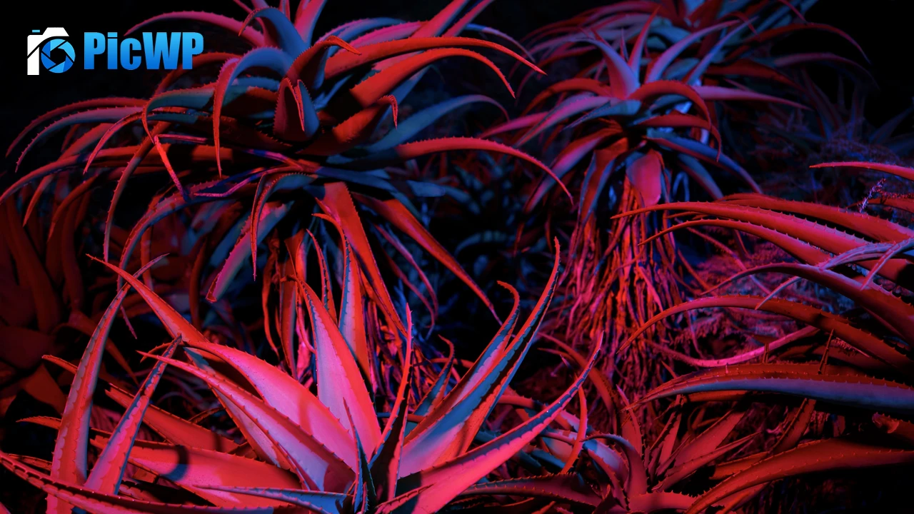Aloe vera Succulent 4K PC Wallpaper