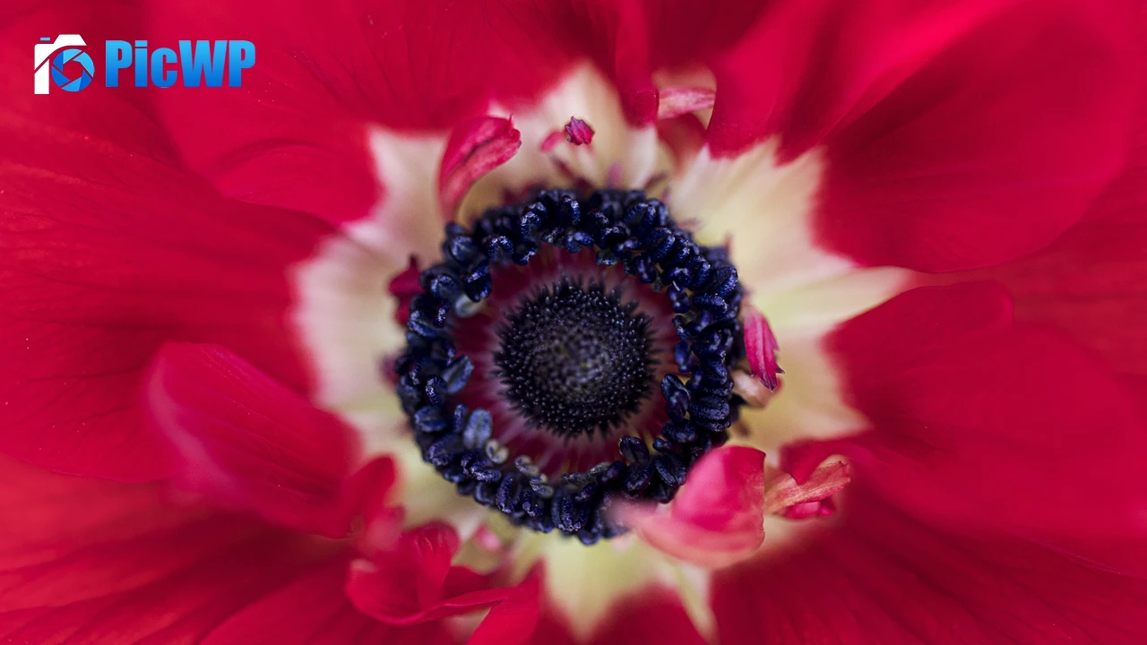 Red flower Closeup 4K PC Wallpaper