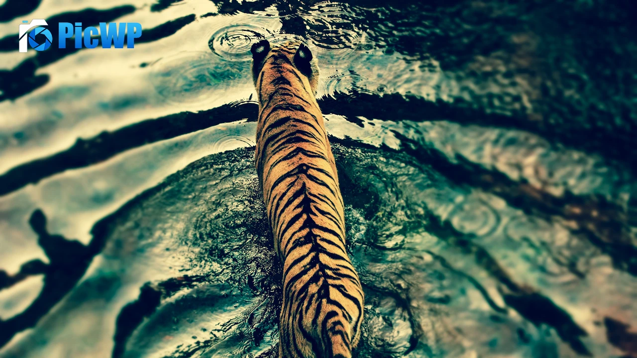 Tiger Walking 4K PC Wallpaper