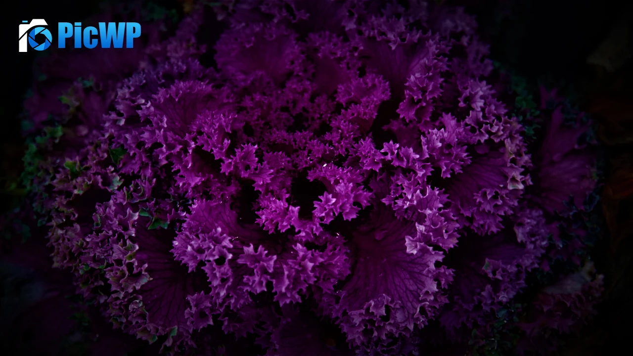 Purple Plant Dark background 4K PC Wallpaper