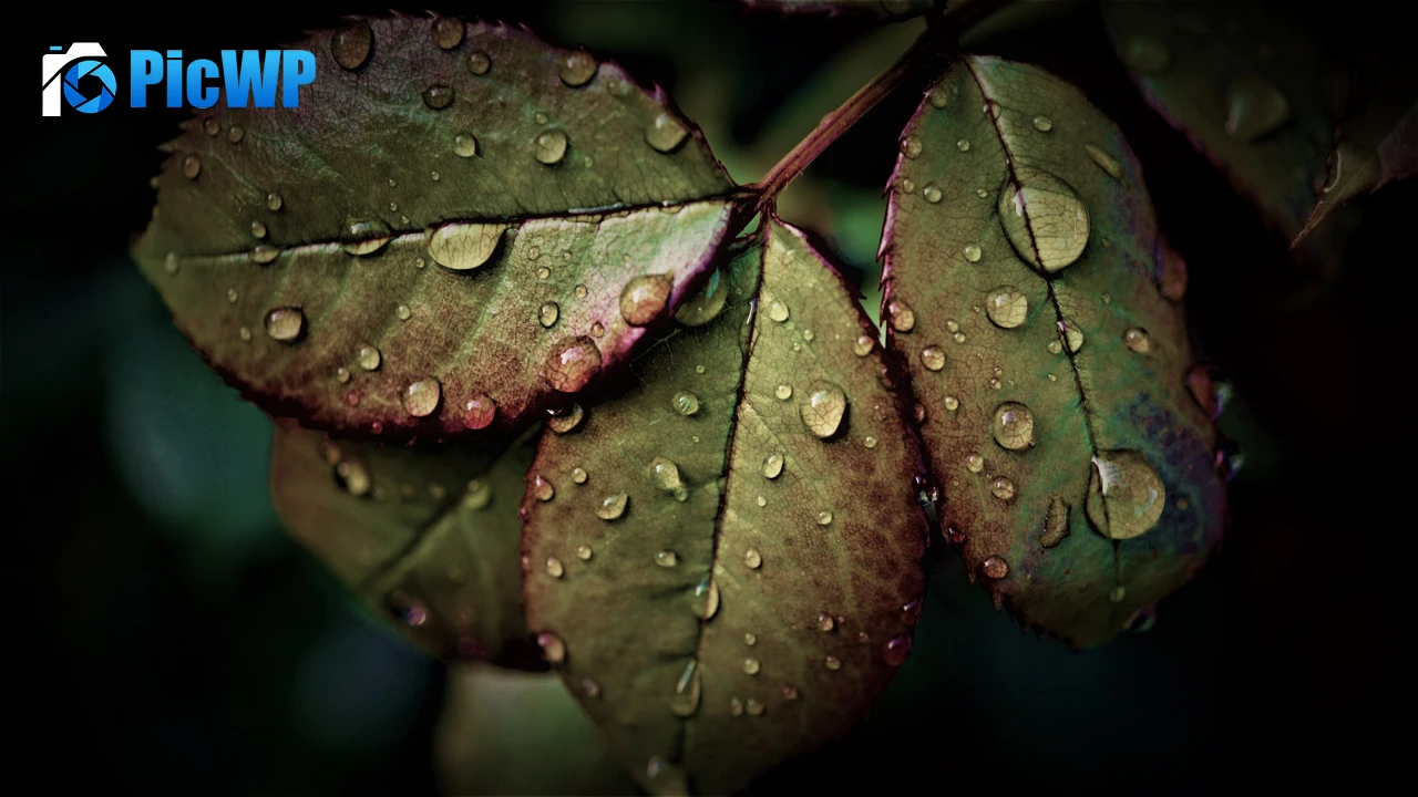 Wet Leaves Rainy Weather 4K PC Wallpaper