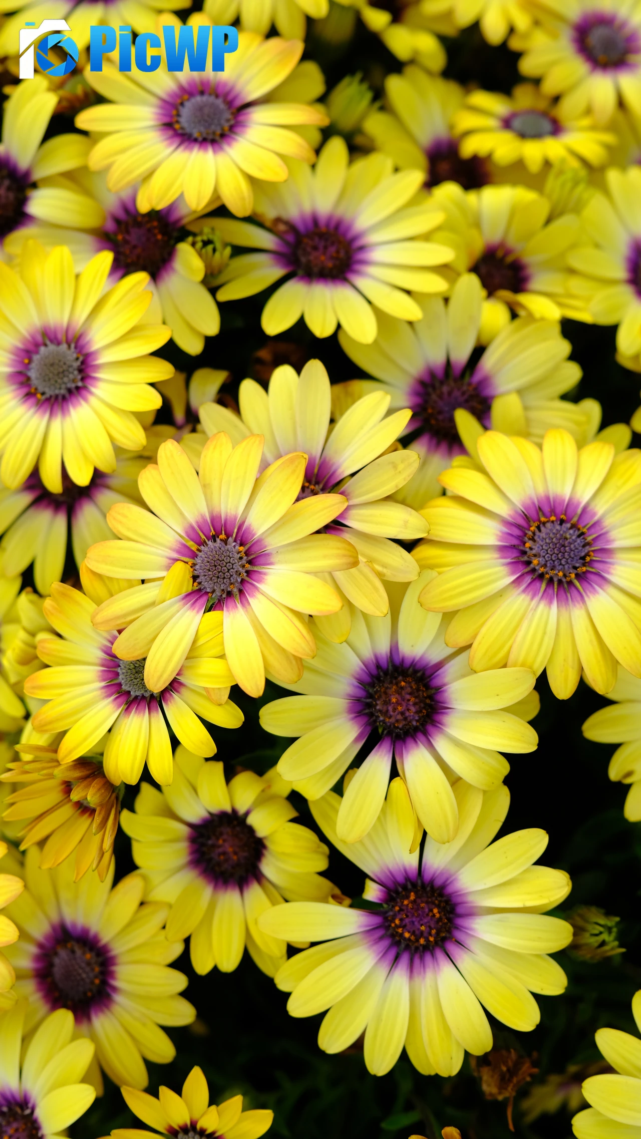 Yellow Daisies Blossom 7K Mobile Wallpaper