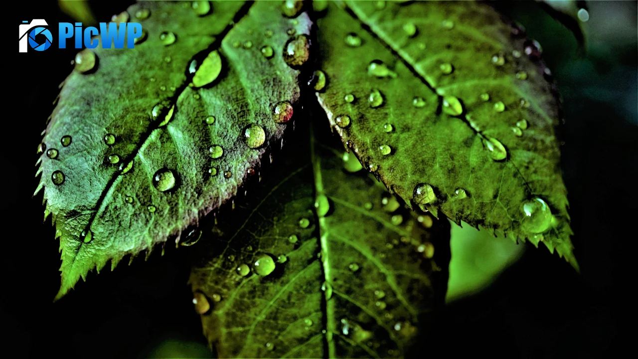 Green leaves Pattern 4K PC Wallpaper