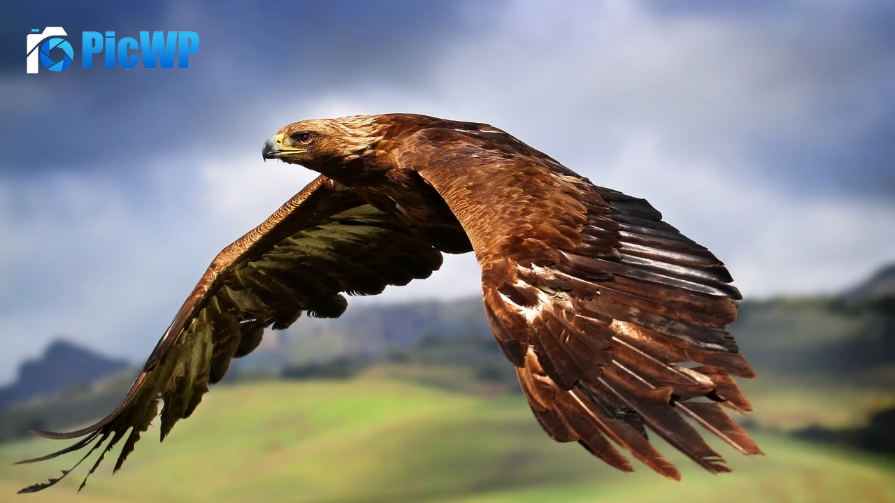 Raptor Birds of Prey 4K PC Wallpaper