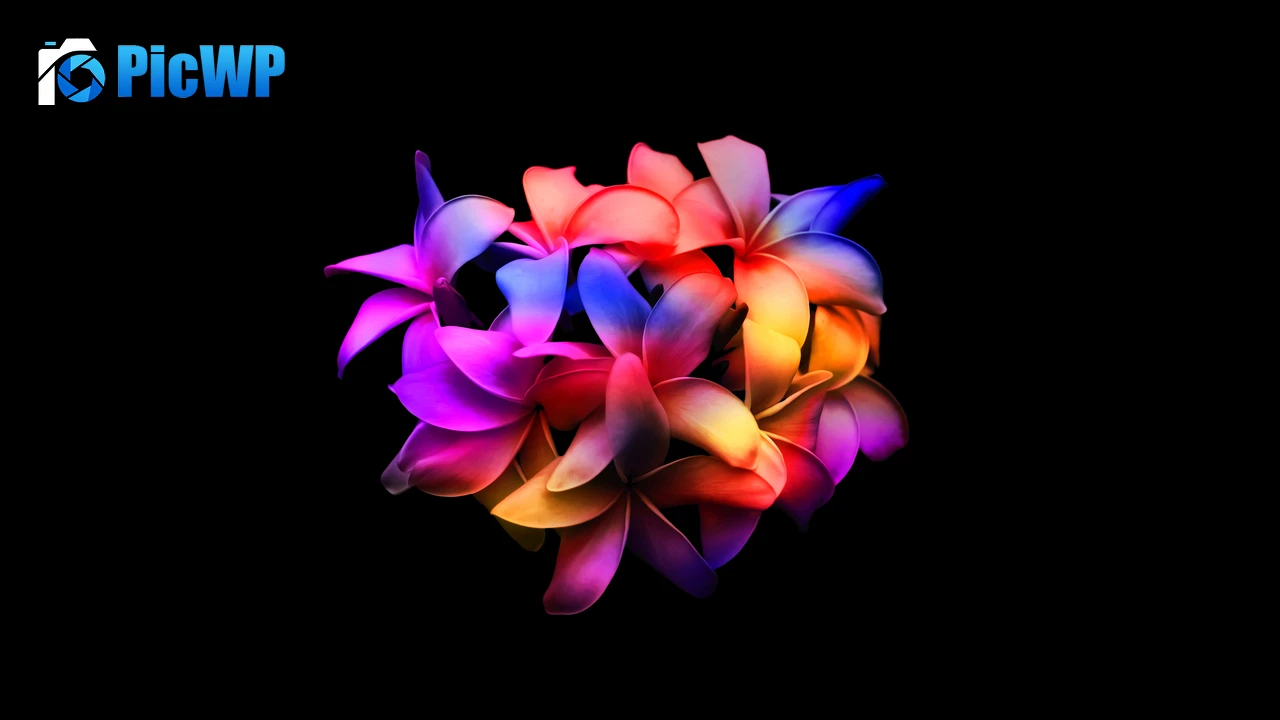 Plumeria flowers Colorful 4K PC Wallpaper