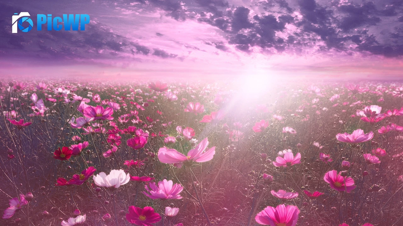Pink flower Cosmos 4K PC Wallpaper