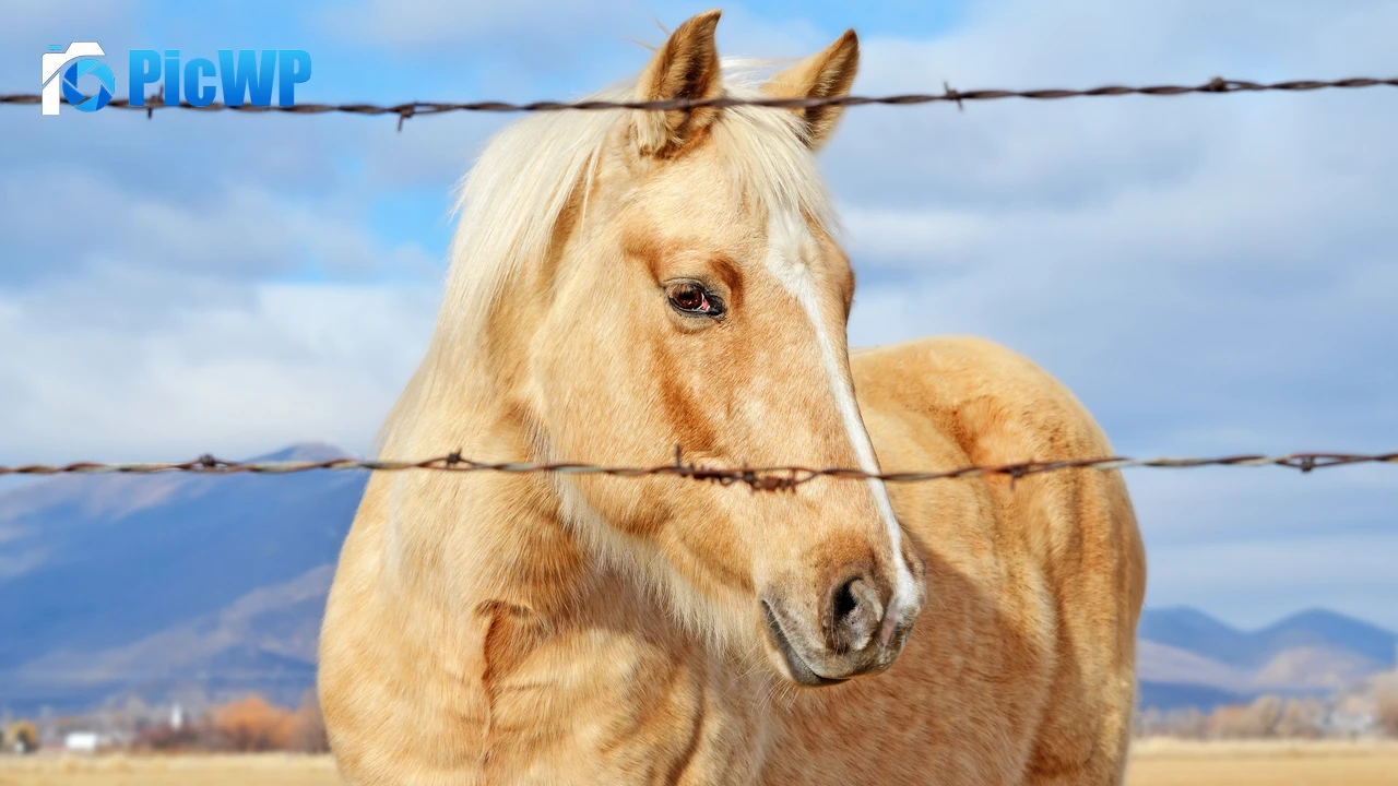 Horse Closeup Photography 4K PC Wallpaper