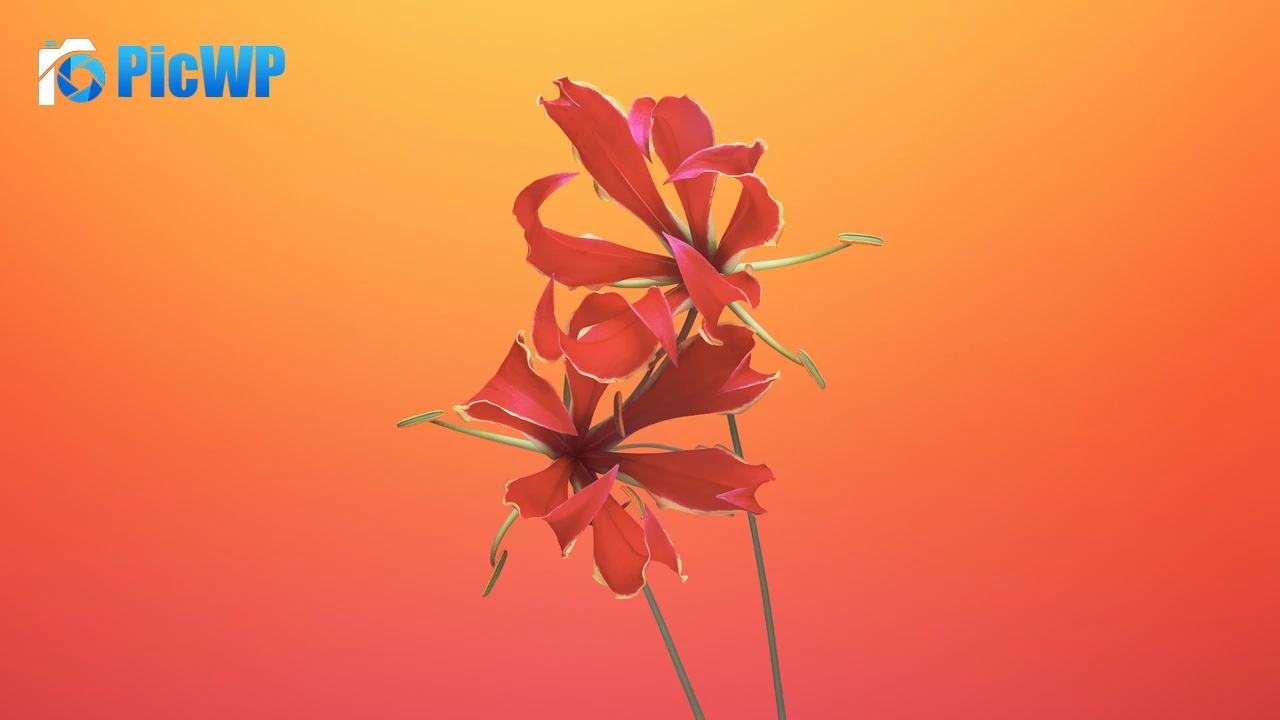 Flame lily Floral 4K PC Wallpaper