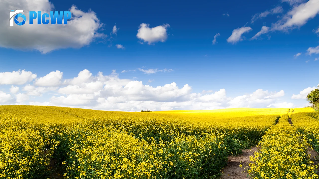 Rape fields Yellow flowers 4K PC Wallpaper
