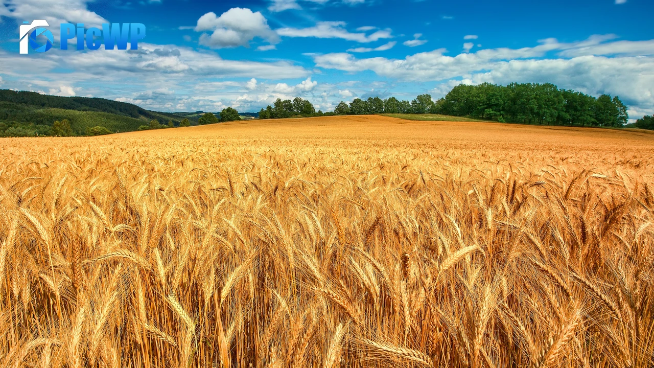 Golden fields Crop 4K PC Wallpaper