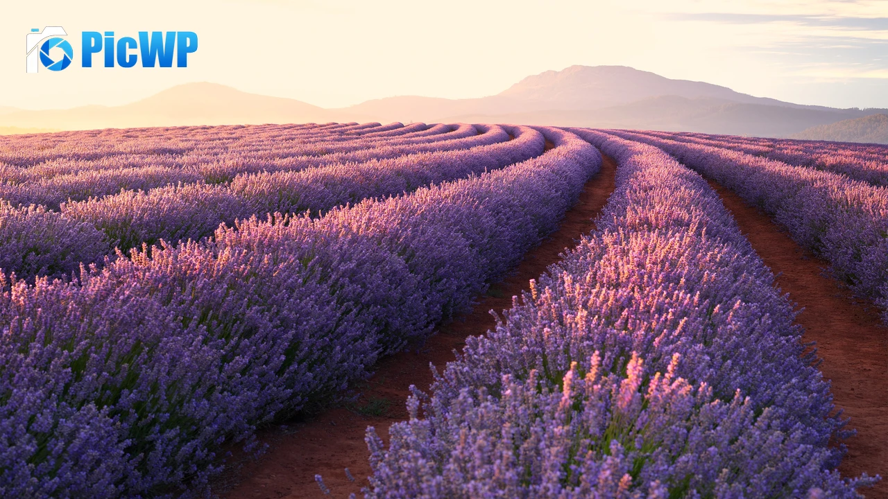 Lavender fields Lavender flowers 4K PC Wallpaper